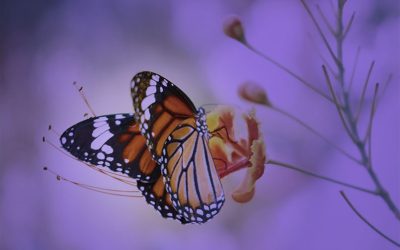 Regaining Your Identity