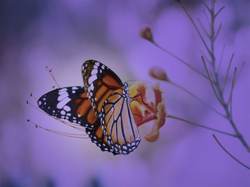 Regaining Your Identity A Guide to Rediscovering Who You Really Are After Leaving an Abusive Relationship